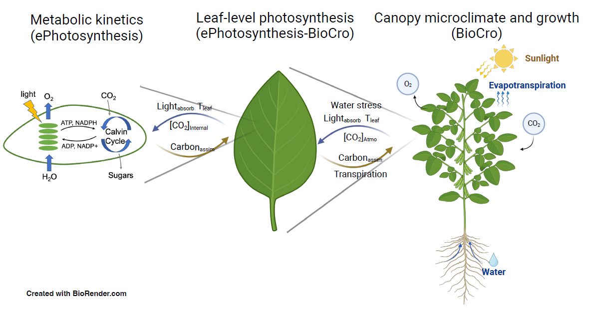 A diagram showing three different types of photosynthesis modeling: metabolic kinetics, to leaf-level to canopy microclimate and growth. Also shows the important factors in each stage; metabolic kinetcs: Light, water, and CO2 in and sugars and O2 out. Leaf level: light absorption, carbon assimilation, water stress, and transpiration. Canopy mircroclimate and growth: Sunlight, evapotranspiration, water and CO2 in and O2 out.