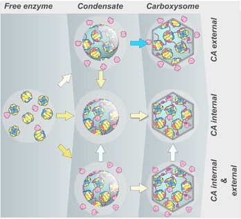 Figure 1. Carboxysome evolution pathways.