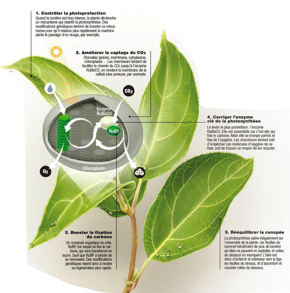Photosynthèse : les 5 mécanismes qui sont ciblés