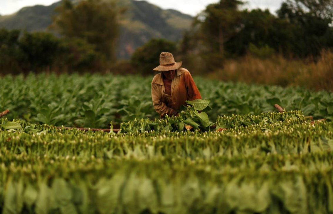 A farmer harvests tobacco leaves at a plantation in the valley of Vinales, in the western Cuban province of Pinar del Rio, January 27, 2015. Picture taken January 27, 2015. REUTERS/Pilar Olivares
