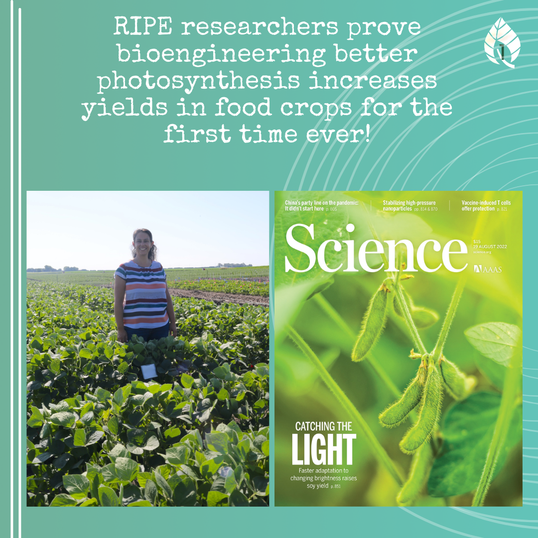 (Left) Amanda De Souza in a soybean field. (Right) The cover of Science magazine displaying the feature article about Amanda's work.