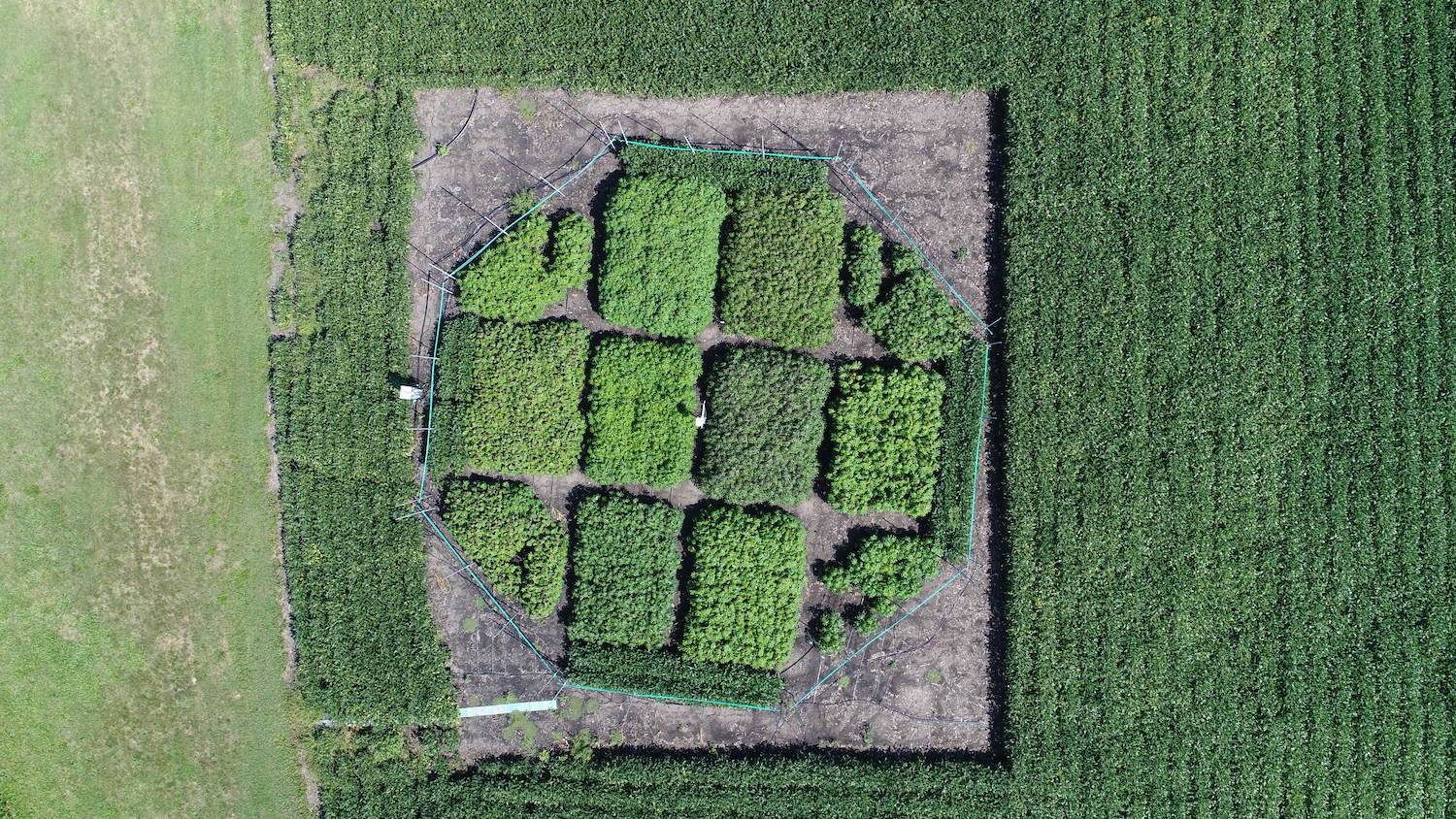 RIPE cassava field trials