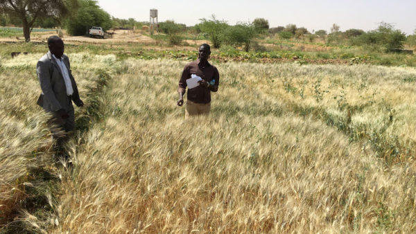 Senegal wheat field