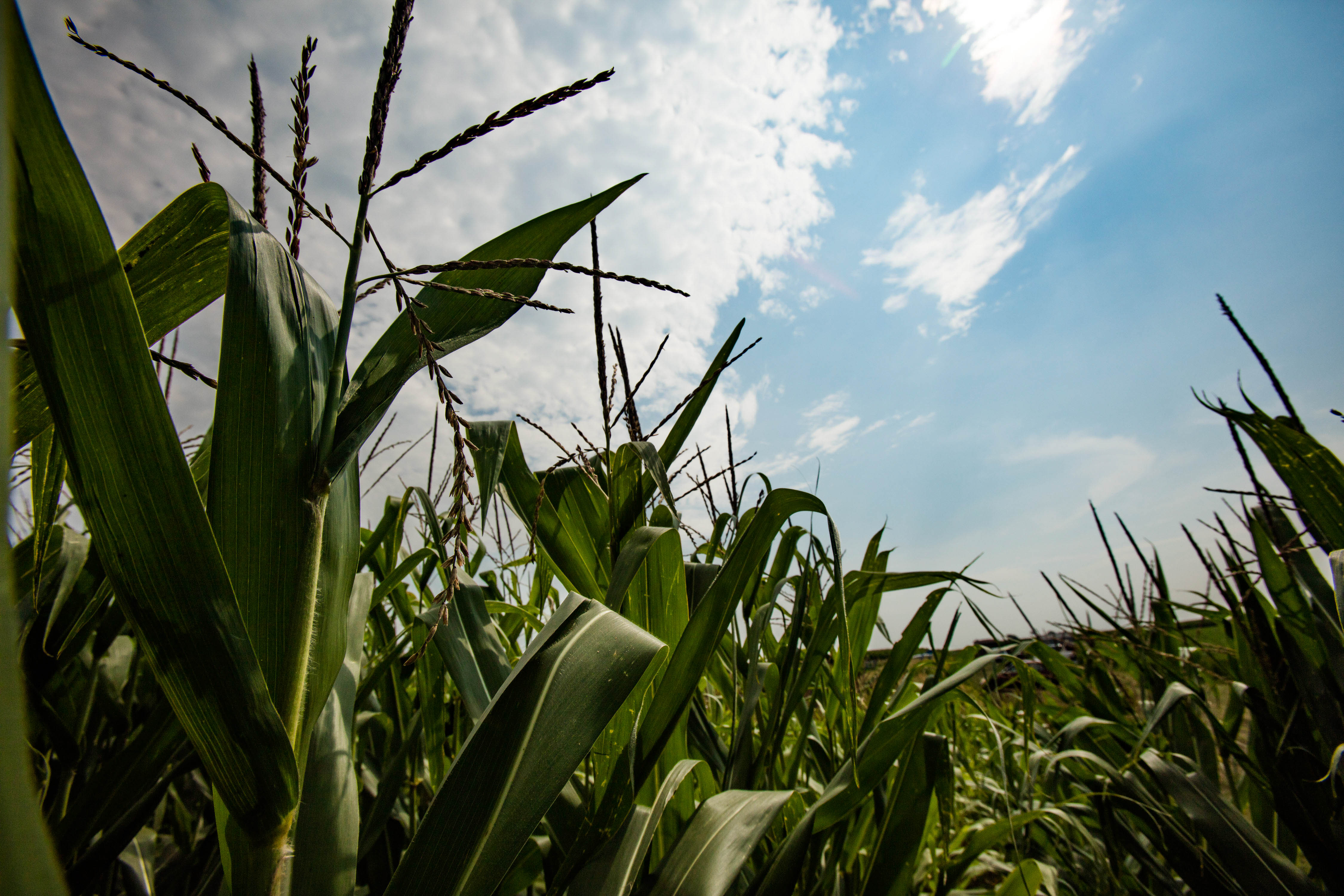 Close-up picture of a corn field looking up towards the sky.