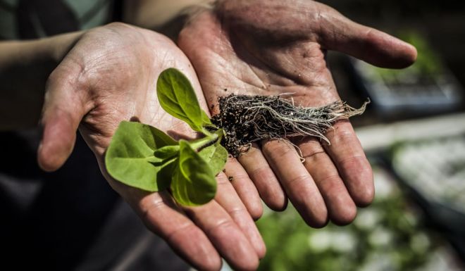 Two hands hold a tobacco seedling. 