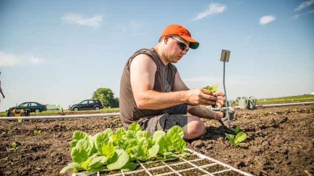 Paul South plants seedlings in field trial.