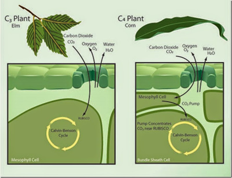 An illustration showing the difference between C3 & C4 plants. 
