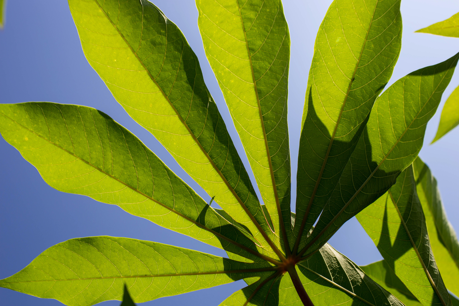 cassava