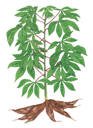 Illustration of cassava