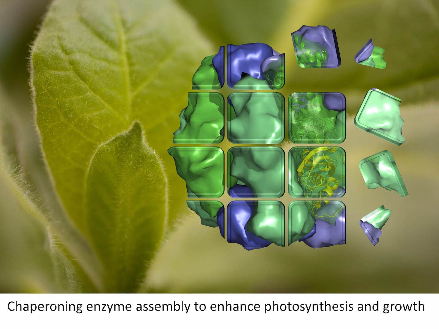 Chaperoning enzyme