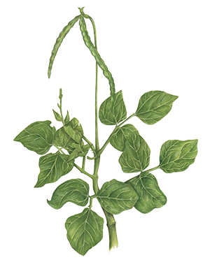 Illustration of cowpea