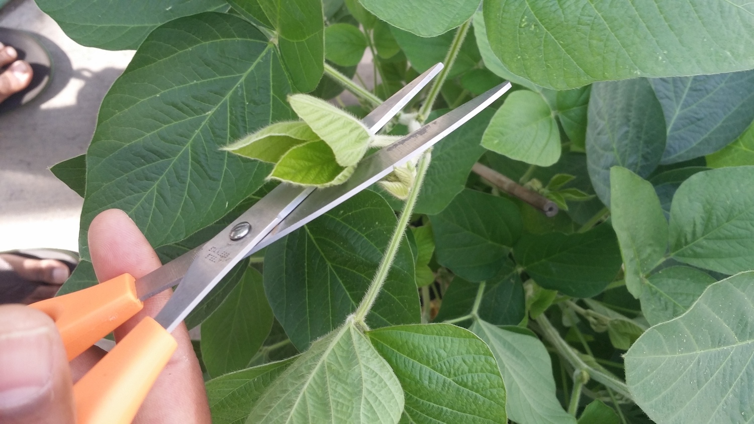 cutting leaf
