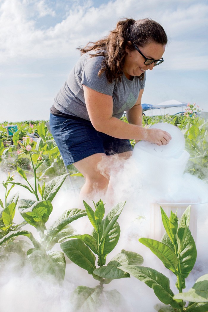 Amanda Cavanagh collects samples from tobacco plants.