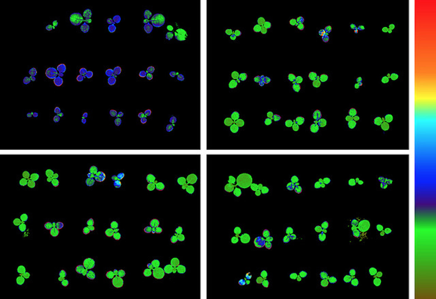 fluorescence imaging technique