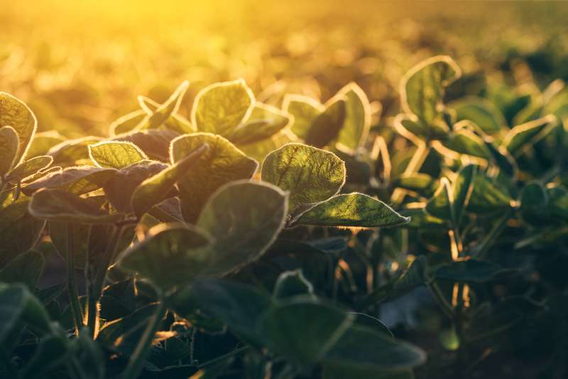 Soybeans bathed in yellow light