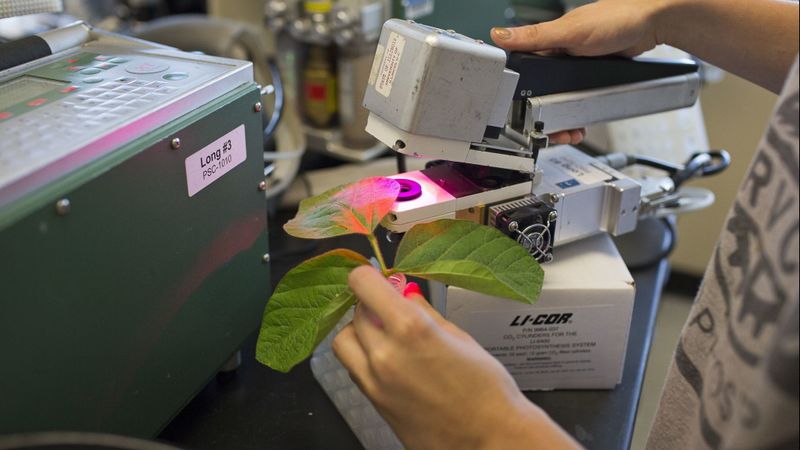 Measuring photosynthesis