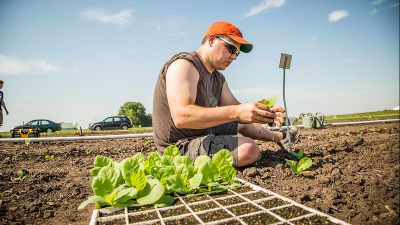 Paul South plants tobacco for research field trial