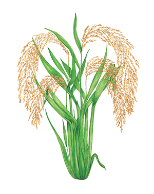 Illustration of rice