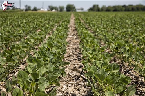 soybean field