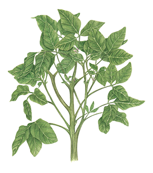 Illustration of soybean