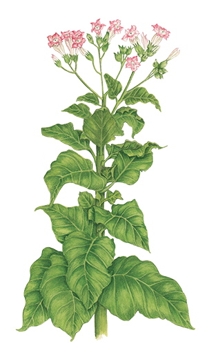 Illustration of tobacco