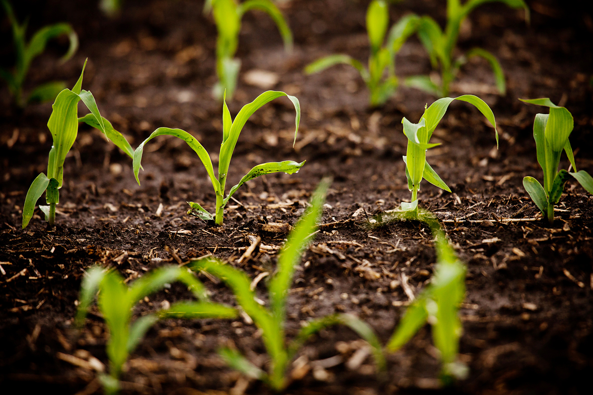 soil