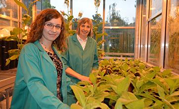 Two scientists pose in greenhouse