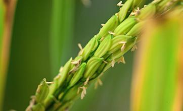 A zoomed in picture of a green stalk of rice.