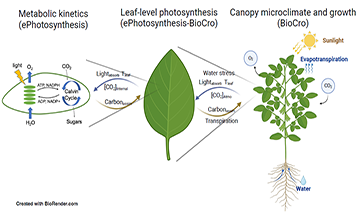 A diagram showing three levels of ePhotosynthesis from metabolic kinetics, to leaf-level to canopy microclimate and growth and the importance of modeling each factor in these three steps.