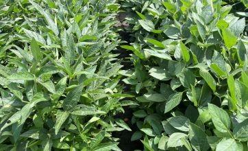 Soybean field trials with narrow and broad leaf lines