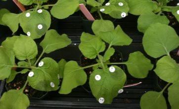 Nicotiana benthamiana plants with white circle stickers indicating where agroinfiltration occured