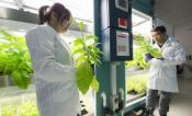 Researchers hold tobacco plants next to growth chambers. 