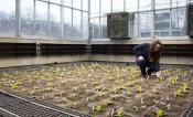 Amanda Cavanagh, tobacco seedlings, greenhouse
