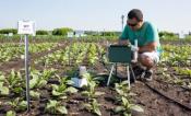 Paul South, tobacco plants, LI-6400XT portable photosynthesis system