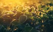 Soybean plant in sunlight