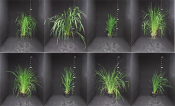 Image shows phenotypic differences in 8 rice varieties. 