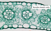 Microscopy image of plant cells with bundle sheath cells identified.