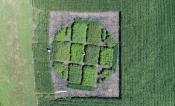 Cassava field trials (aerial image)