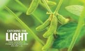 Science Cover: Soybean photosynthesis and crop yield are improved by accelerating recovery from photoprotection