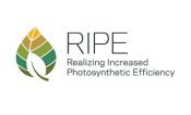 RIPE Realizing Increased Photosynthetic Efficiency Logo