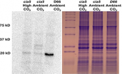 A clip of an image from the paper showing CAH/5 protein expression under the control of CIA5. Full image available in article.