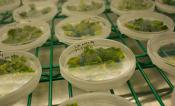 Multiple petri dishes with parts of a green plant in them in a refrigerator.