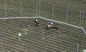 An overhead shot of two people working in a field with rows of green plants.