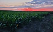 A field of two foot tall sorghum plants at sunset. The sky has streaks of pink and blue.