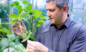 Carl Bernacchi Examining plants