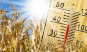 Graphic of a corn field and a thermometer