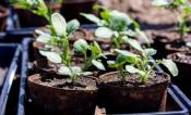 Potato plants inside a tray