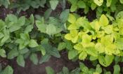 light green plants