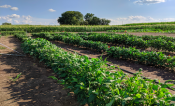 Cowpea rows 