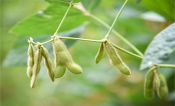 Seven green soybean pods hang on a stem.